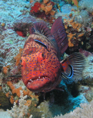Red Sea Coral Grouper.jpg