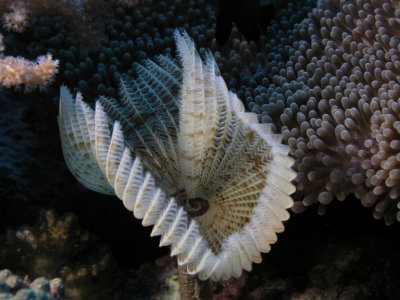 Tube Worm.jpg