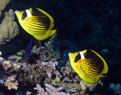 Red Sea Racoon butterflyfish.jpg