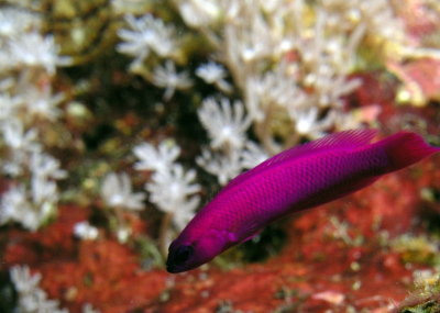 Orchid Dottyback.jpg