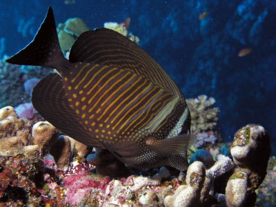 Sailfin Surgeonfish