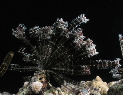 Feather Star, or the walking bush