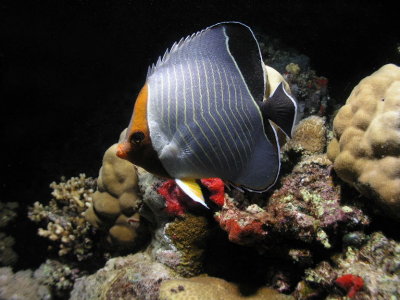 Orangefaced butterflyfish