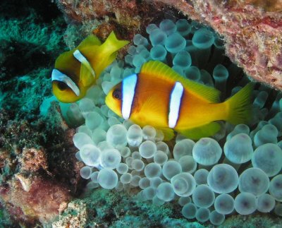Clownfish on a bubble anemone