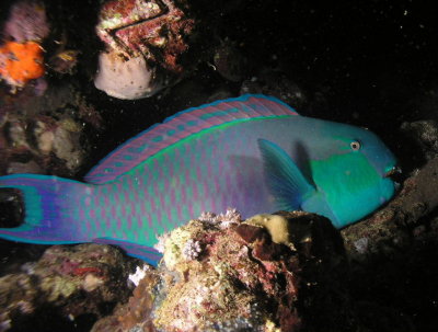 Sleeping parrotfish