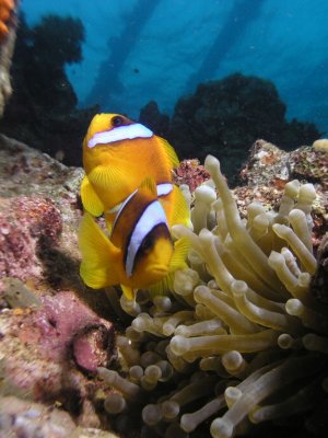 Clownfish on the wreck of the Umbria