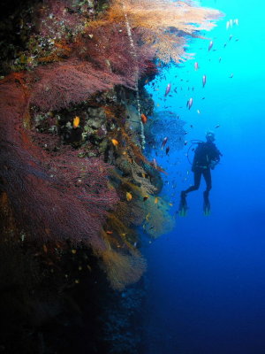 A fan-covered wall in the Red Sea