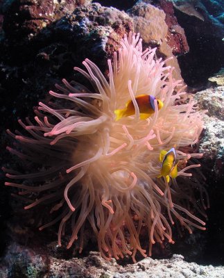 Clownfish on a pink anemone