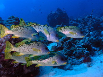 Spotted Sweetlips