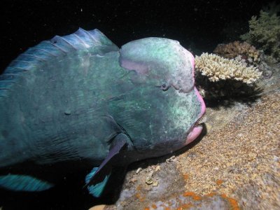 Bumpheaded parrotfish