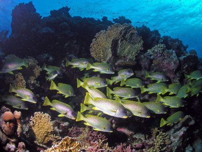 School of Sweetlips