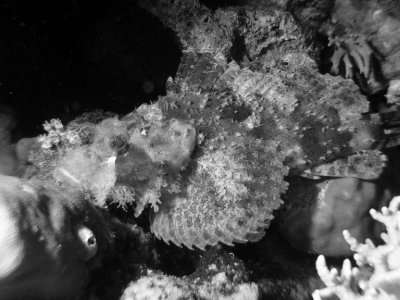 Bearded Scorpionfish - very camoflouged without a strobe light