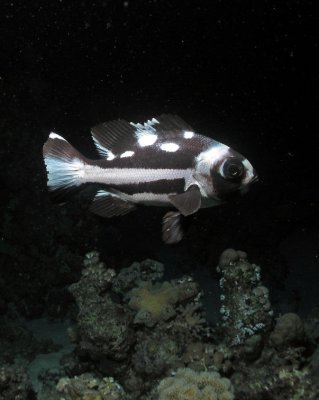 Black Snapper juvenile