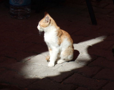 Goreme:  This kitten found a sunbeam to warm up in among the tables.