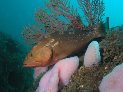 Red Grouper on Reef Ball