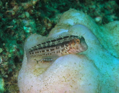 Seaweed Blenny.jpg