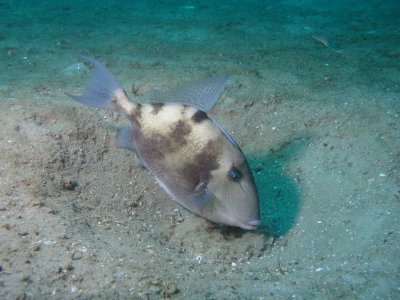 Triggerfish Nesting.jpg