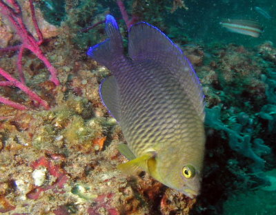 Cocoa Damselfish