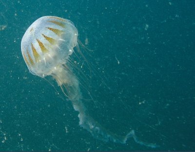 RB Jellyfish.jpg