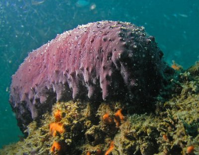 RB Sea Cucumber.jpg