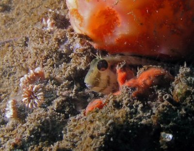 RB Seaweed Blenny.jpg