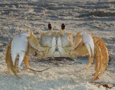 Ghost Crab