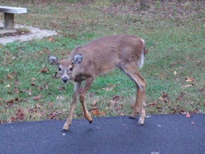 Another deer in our campground--they liked the acorns