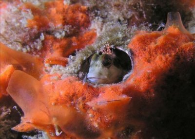 Molly Miller Blenny