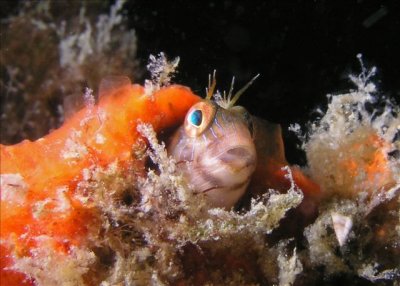 Seaweed Blenny