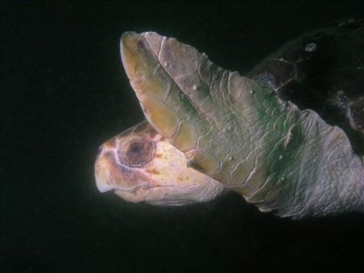 Large loggerhead turtle