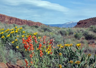 Lots of flowers in Arches due to snows in the winter, and rain 2 weeks before we arrived.