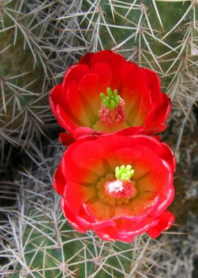 Claret Cup flowers (Hedge Hog cactus)