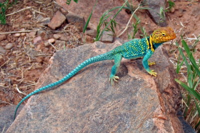Collared Lizard--really, it's not a toy