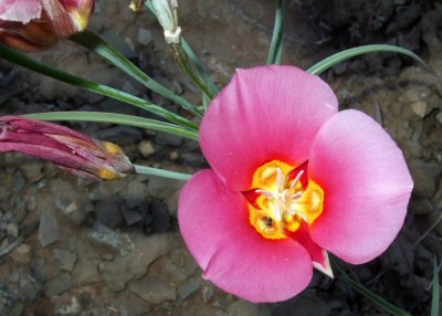 Pink Sego Lilly