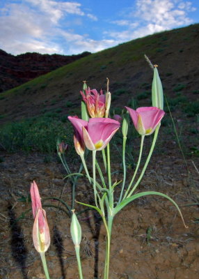 Unusual pink Sego Lillies