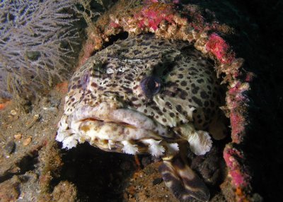 Leopard Toadfish