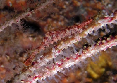Sawblade Arrow Shrimp, aka Tozeuma serratum