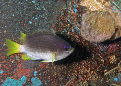 Yellowtail Reeffish adult