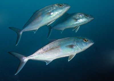 Amberjacks