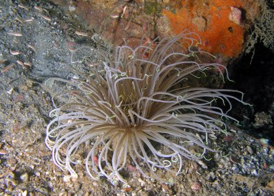 Tube Anemone