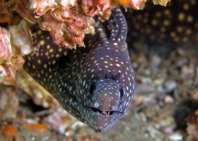 Reticulate moray