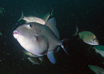Triggerfish and tomtates