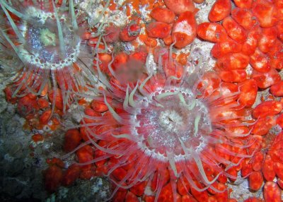 RF7 Anemones and orange encrusting sponges