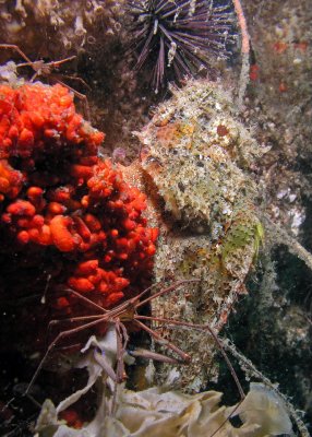 Spotted Scorpionfish