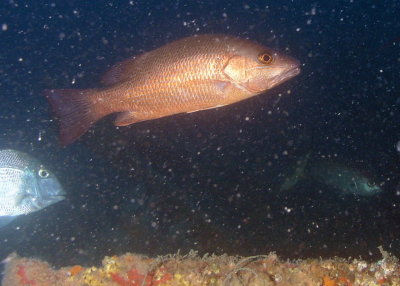 Black Snapper