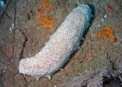 Sea Cucumber