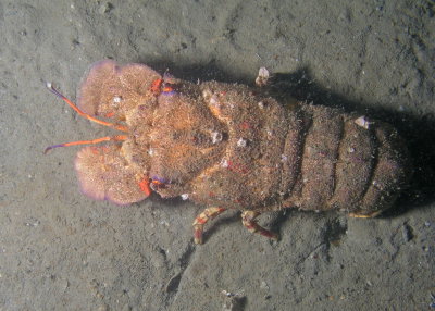 Shovelnose Lobster