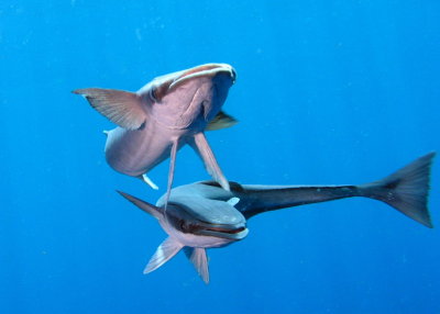 Gene Childs Memorial Reef