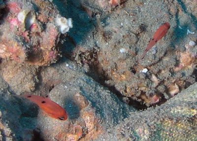 Two-spot cardinalfish