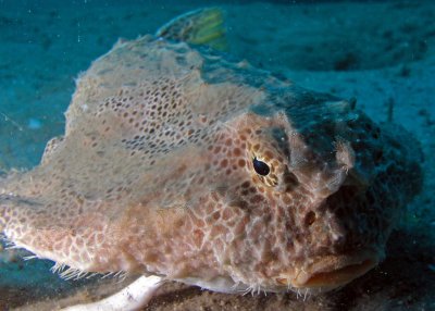 Polka-dot batfish